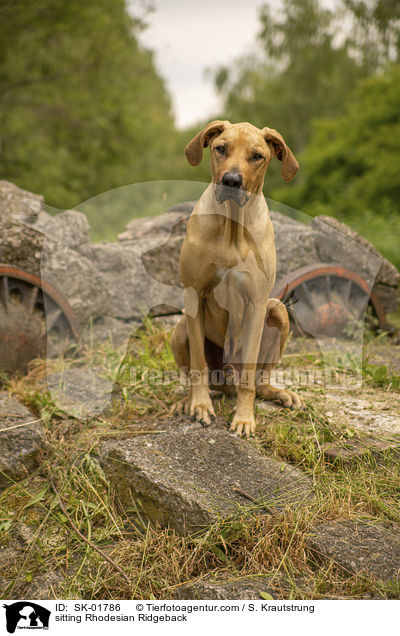 sitzender Rhodesian Ridgeback / sitting Rhodesian Ridgeback / SK-01786