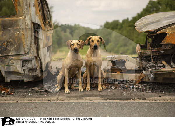 sitzende Rhodesian Ridgeback / sitting Rhodesian Ridgeback / SK-01788