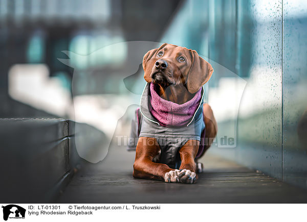 liegender Rhodesian Ridgeback / lying Rhodesian Ridgeback / LT-01301