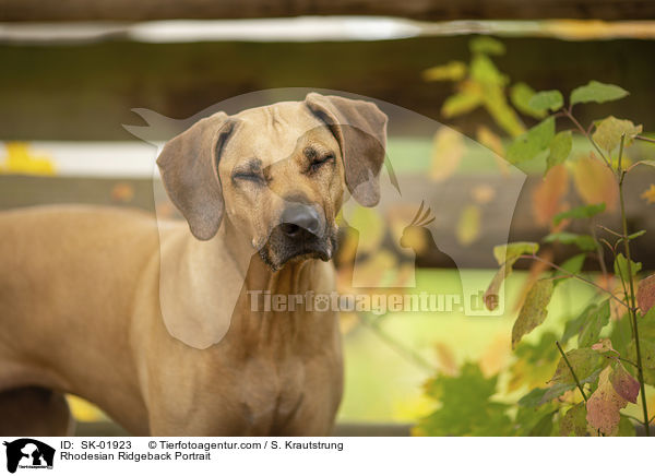 Rhodesian Ridgeback Portrait / Rhodesian Ridgeback Portrait / SK-01923