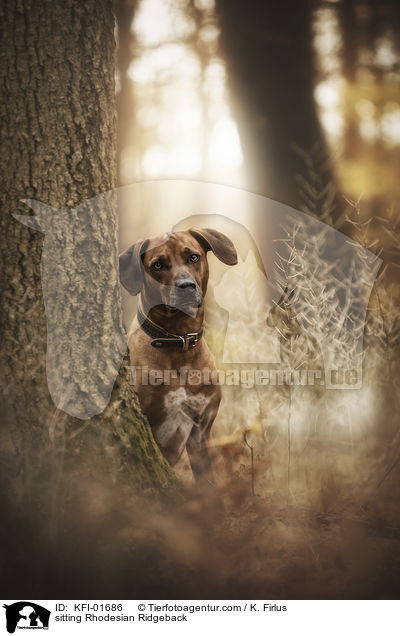 sitzender Rhodesian Ridgeback / sitting Rhodesian Ridgeback / KFI-01686