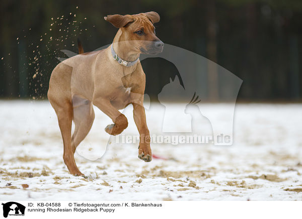 rennender Rhodesian Ridgeback Welpe / running Rhodesian Ridgeback Puppy / KB-04588