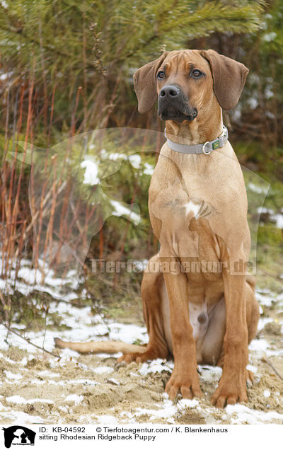 sitzender Rhodesian Ridgeback Welpe / sitting Rhodesian Ridgeback Puppy / KB-04592