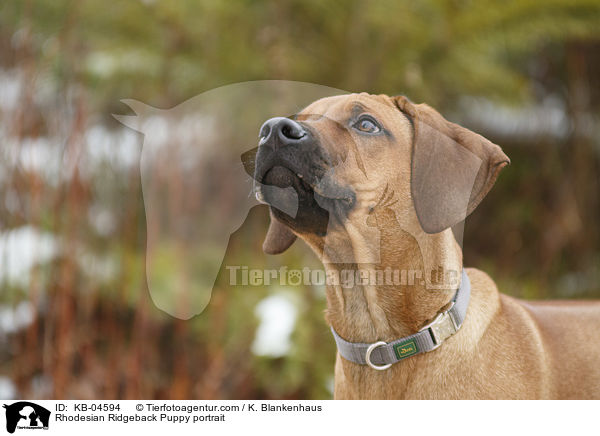 Rhodesian Ridgeback Welpe Portrait / Rhodesian Ridgeback Puppy portrait / KB-04594