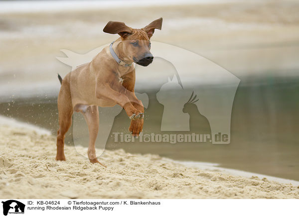 rennender Rhodesian Ridgeback Welpe / running Rhodesian Ridgeback Puppy / KB-04624