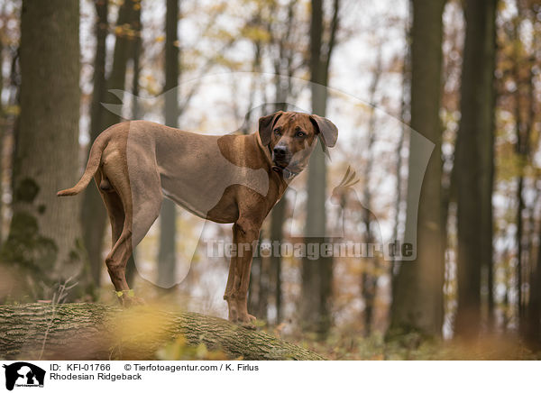 Rhodesian Ridgeback / Rhodesian Ridgeback / KFI-01766