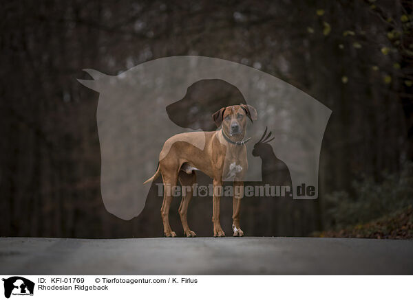 Rhodesian Ridgeback / Rhodesian Ridgeback / KFI-01769