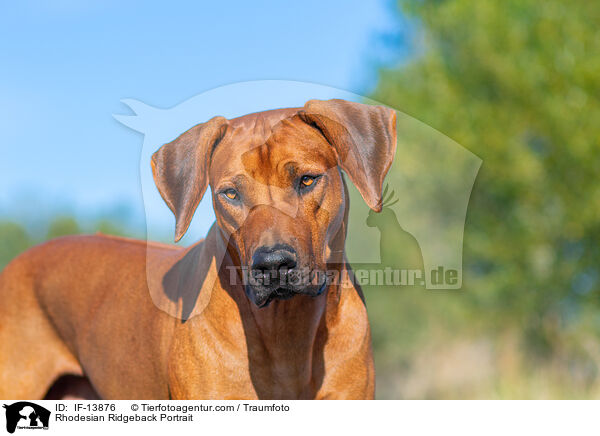 Rhodesian Ridgeback Portrait / Rhodesian Ridgeback Portrait / IF-13876