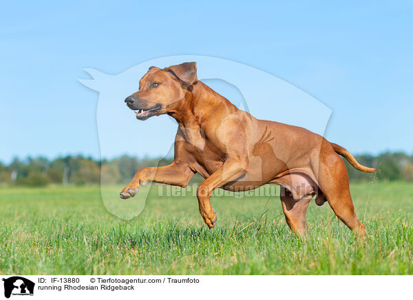 rennender Rhodesian Ridgeback / running Rhodesian Ridgeback / IF-13880