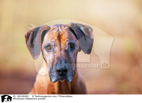 Rhodesian Ridgeback Portrait / Rhodesian Ridgeback portrait / BS-08483