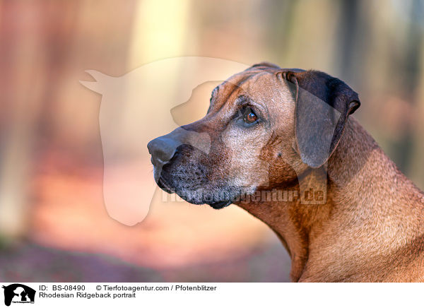 Rhodesian Ridgeback Portrait / Rhodesian Ridgeback portrait / BS-08490