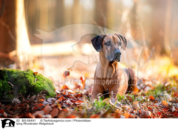 liegender Rhodesian Ridgeback / lying Rhodesian Ridgeback / BS-08491