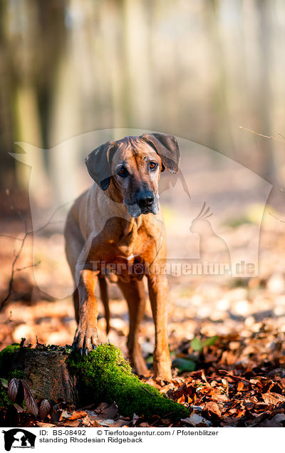 stehender Rhodesian Ridgeback / standing Rhodesian Ridgeback / BS-08492