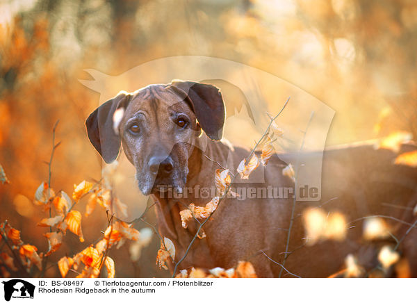 Rhodesian Ridgeback im Herbst / Rhodesian Ridgeback in the autumn / BS-08497