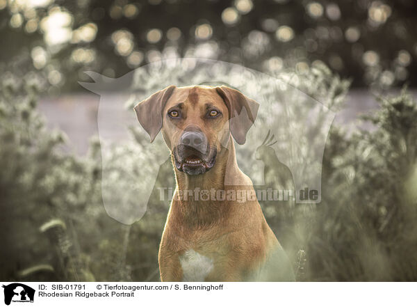 Rhodesian Ridgeback Portrait / Rhodesian Ridgeback Portrait / SIB-01791