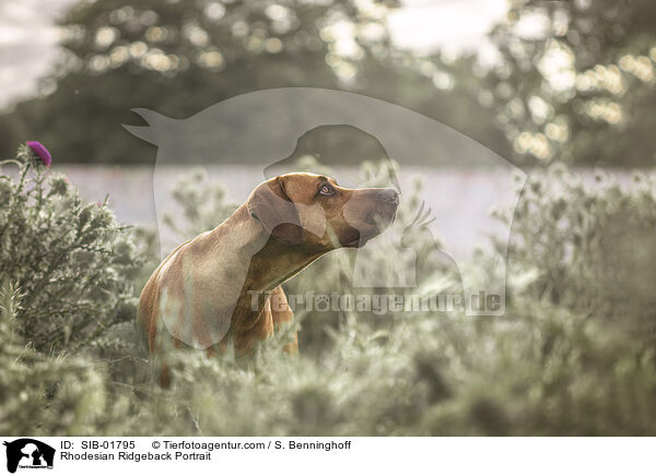 Rhodesian Ridgeback Portrait / Rhodesian Ridgeback Portrait / SIB-01795