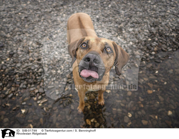 Rhodesian Ridgeback / Rhodesian Ridgeback / SIB-01799