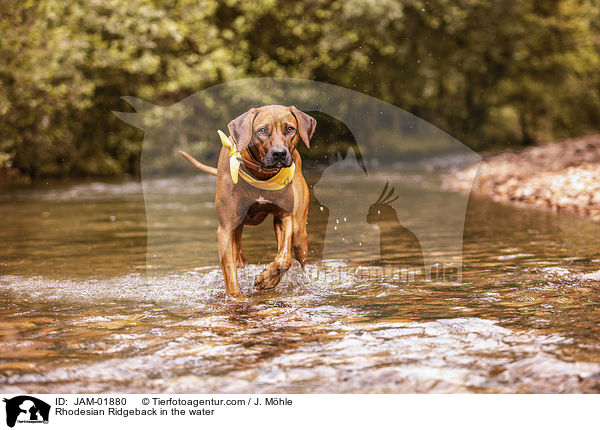 Rhodesian Ridgeback im Wasser / Rhodesian Ridgeback in the water / JAM-01880