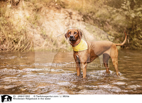 Rhodesian Ridgeback im Wasser / Rhodesian Ridgeback in the water / JAM-01882