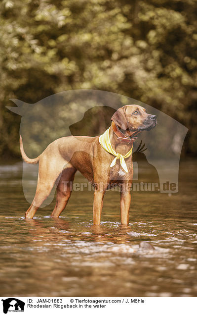 Rhodesian Ridgeback im Wasser / Rhodesian Ridgeback in the water / JAM-01883