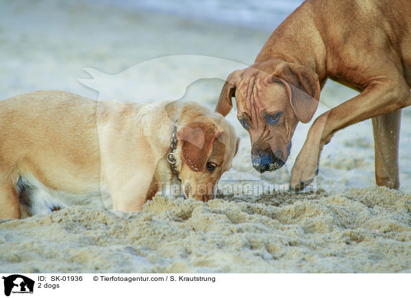 2 Hunde / 2 dogs / SK-01936