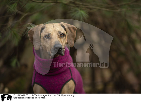 Rhodesian Ridgeback Portrait / Rhodesian Ridgeback Portrait / SK-01975