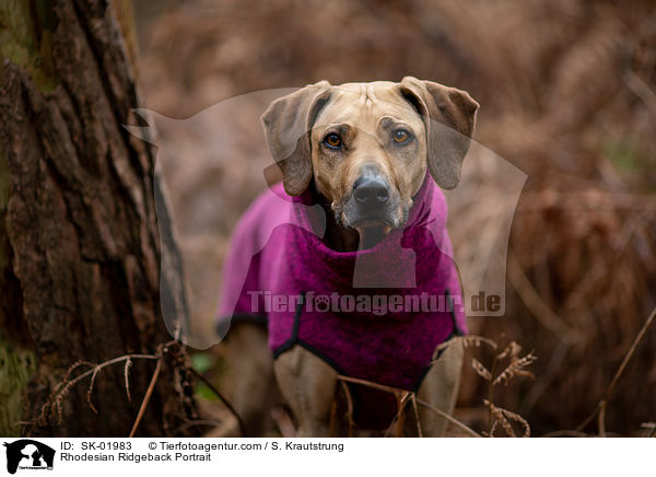 Rhodesian Ridgeback Portrait / Rhodesian Ridgeback Portrait / SK-01983