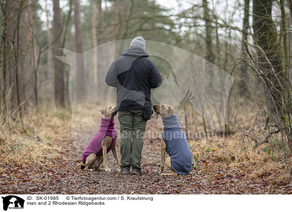 Mann und 2 Rhodesian Ridgebacks / man and 2 Rhodesian Ridgebacks / SK-01985