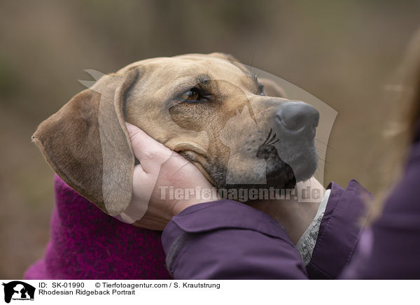 Rhodesian Ridgeback Portrait / Rhodesian Ridgeback Portrait / SK-01990