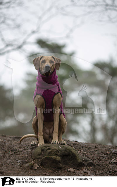 sitzender Rhodesian Ridgeback / sitting Rhodesian Ridgeback / SK-01999