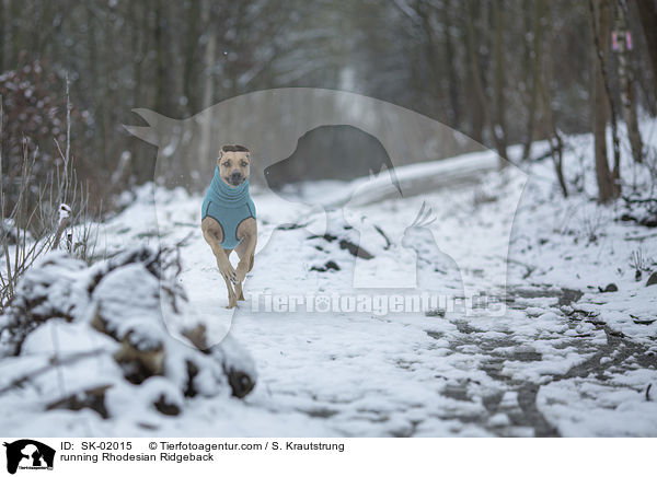 rennender Rhodesian Ridgeback / running Rhodesian Ridgeback / SK-02015