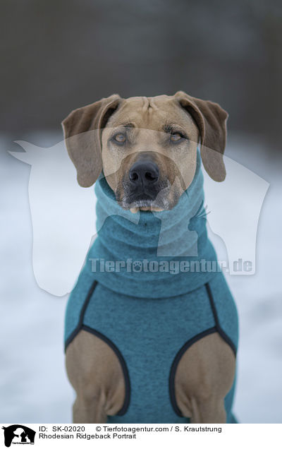 Rhodesian Ridgeback Portrait / Rhodesian Ridgeback Portrait / SK-02020