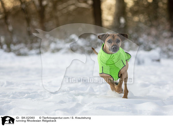 rennender Rhodesian Ridgeback / running Rhodesian Ridgeback / SK-02060