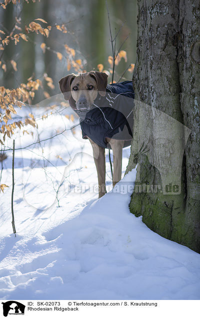 Rhodesian Ridgeback / Rhodesian Ridgeback / SK-02073