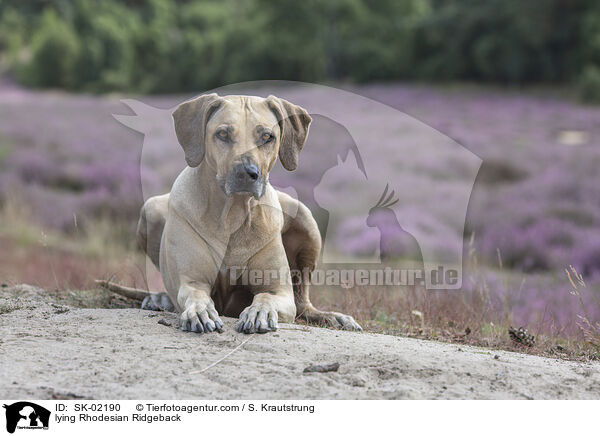 liegender Rhodesian Ridgeback / lying Rhodesian Ridgeback / SK-02190