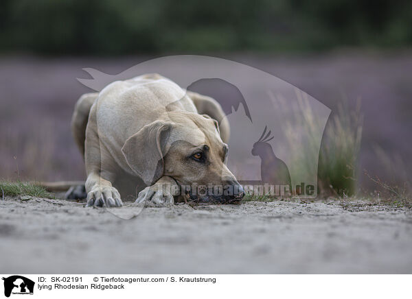 liegender Rhodesian Ridgeback / lying Rhodesian Ridgeback / SK-02191