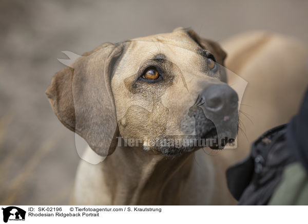 Rhodesian Ridgeback Portrait / Rhodesian Ridgeback Portrait / SK-02196