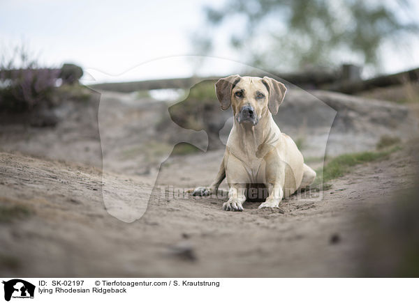 liegender Rhodesian Ridgeback / lying Rhodesian Ridgeback / SK-02197