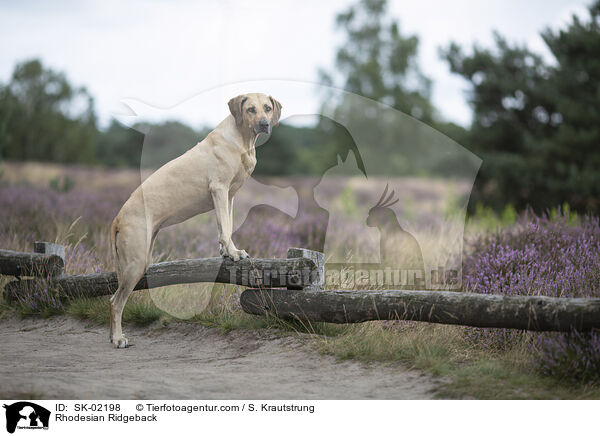 Rhodesian Ridgeback / Rhodesian Ridgeback / SK-02198