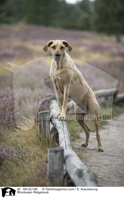 Rhodesian Ridgeback / Rhodesian Ridgeback / SK-02199