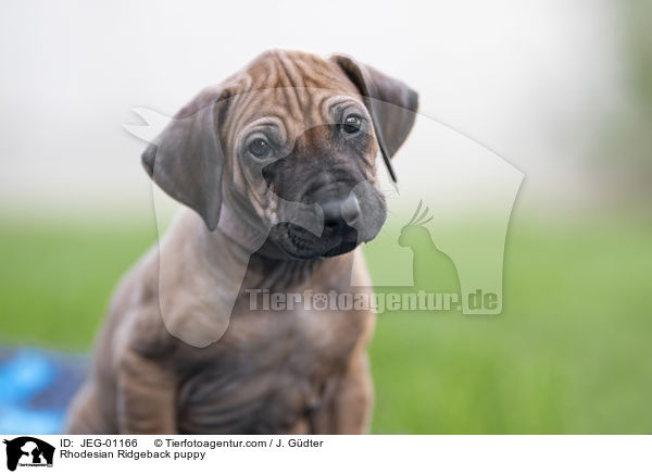 Rhodesian Ridgeback Welpe / Rhodesian Ridgeback puppy / JEG-01166