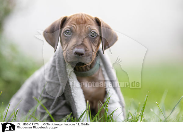 Rhodesian Ridgeback Welpe / Rhodesian Ridgeback puppy / JEG-01170