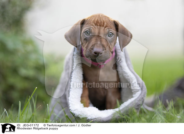 Rhodesian Ridgeback Welpe / Rhodesian Ridgeback puppy / JEG-01172