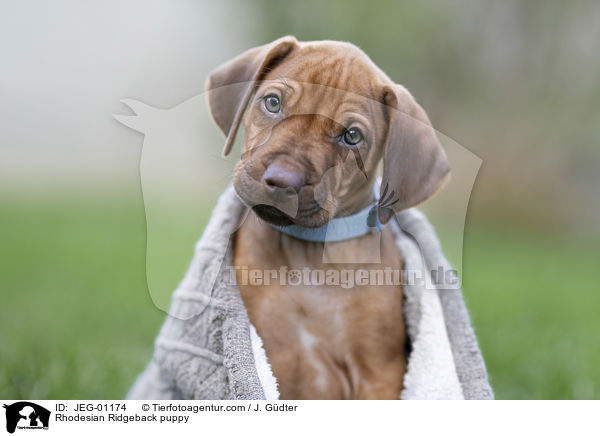 Rhodesian Ridgeback Welpe / Rhodesian Ridgeback puppy / JEG-01174