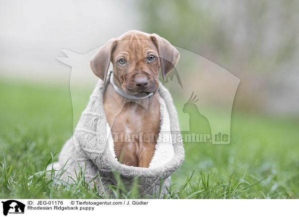 Rhodesian Ridgeback Welpe / Rhodesian Ridgeback puppy / JEG-01176