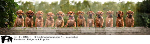 Rhodesian Ridgeback Welpen / Rhodesian Ridgeback Puppies / IFE-01004