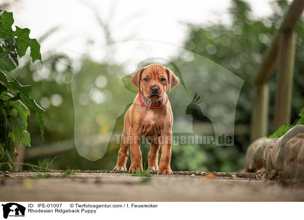 Rhodesian Ridgeback Welpe / Rhodesian Ridgeback Puppy / IFE-01007