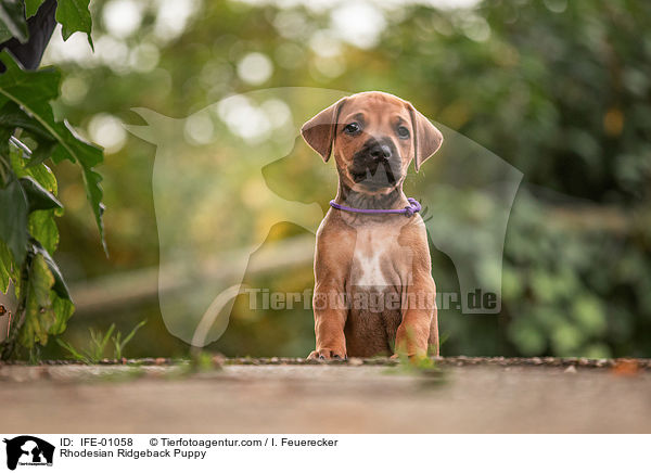 Rhodesian Ridgeback Welpe / Rhodesian Ridgeback Puppy / IFE-01058