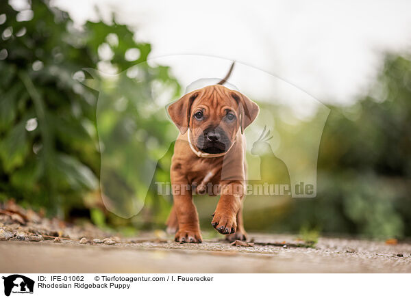 Rhodesian Ridgeback Welpe / Rhodesian Ridgeback Puppy / IFE-01062