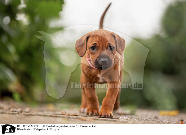 Rhodesian Ridgeback Welpe / Rhodesian Ridgeback Puppy / IFE-01063